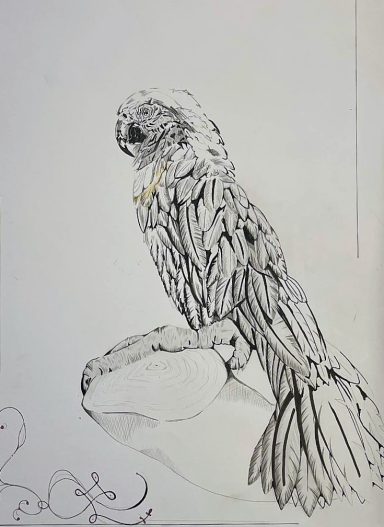 parrot